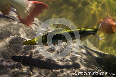 Barred sorubim, a long whiskered catfish from the amazon basin, tropical fish for the aquarium Stock Photo