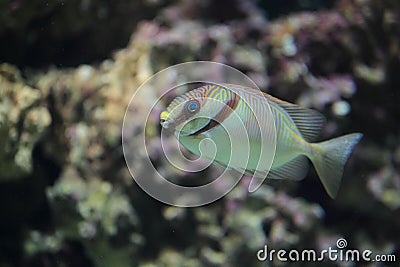 Barred spinefoot Stock Photo