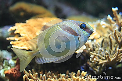 Barred spinefoot Stock Photo