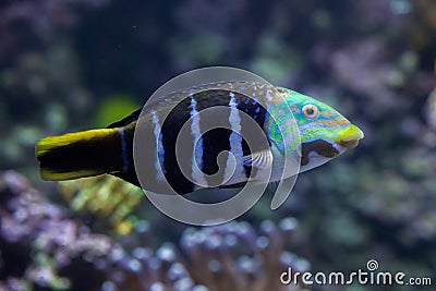 Barred thicklip wrasse Hemigymnus fasciatus. Stock Photo