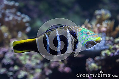 Barred thicklip wrasse Hemigymnus fasciatus. Stock Photo