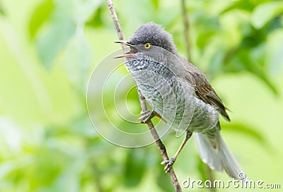 Barred Warbler, Sylvia nisoria. Bird sings sitting on a branch Stock Photo