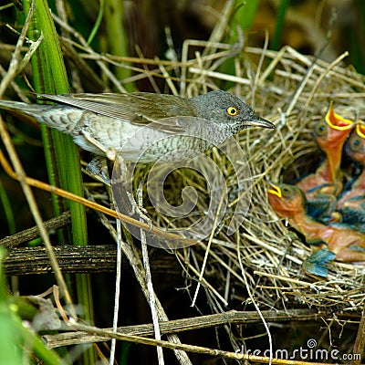 Barred Warbler, Sylvia nisoria, male Stock Photo