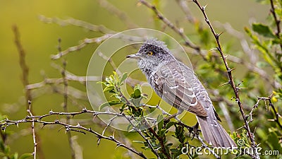 Barred Warbler Stock Photo