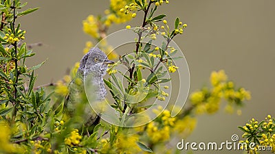 Barred Warbler Stock Photo