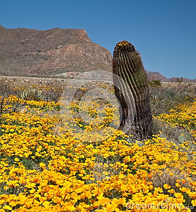 Barrel Cactus Stock Photo