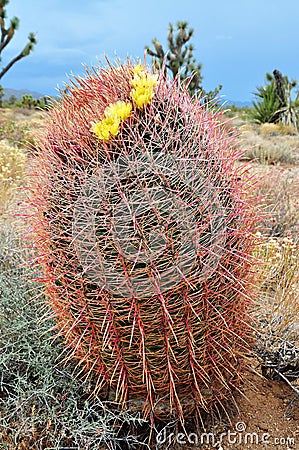 A Barrel Cactus, in the mojave desert. Stock Photo