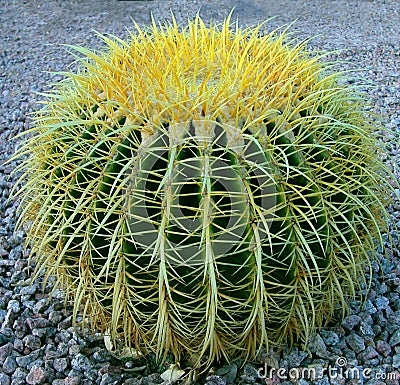 Barrel Cactus Stock Photo