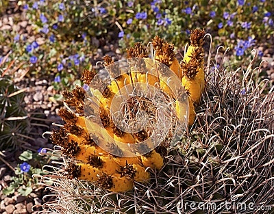 Barrel Cactus Blue Flowers Desert Botanical Garden Stock Photo