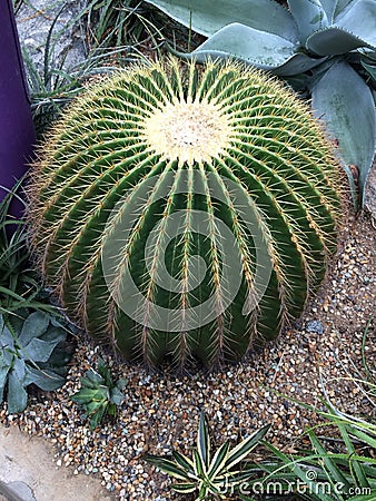 Barrel cactus,classic desert denizens of lore. Stock Photo