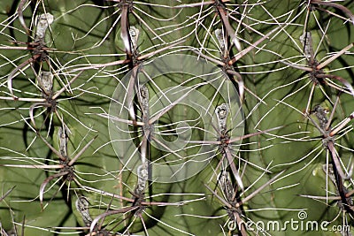 Barrel Cactus Close up Stock Photo