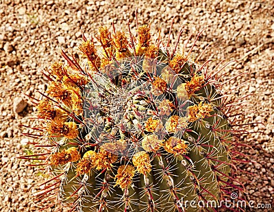 Barrel Cactus Desert Botanical Garden Stock Photo