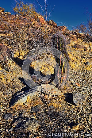 Barrel cactus, Ferocactus Wislizeni Cactaceae also known as Arizona, Fishhook, Candy or Southwestern barrel cactus, native to nort Stock Photo