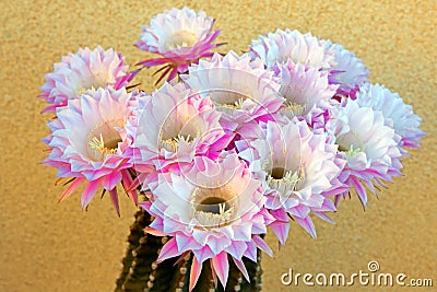 Barrel Cactus Pink Blooming Flower in Palmdale Stock Photo