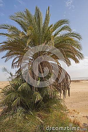Barren desert landscape in hot climate with palm tree Stock Photo