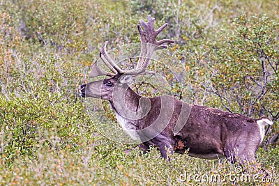 Barren-Ground Caribou Stock Photo