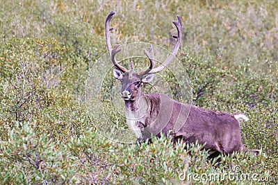 Barren-Ground Caribou Stock Photo