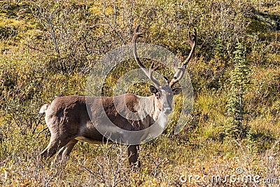 Barren Ground Caribou Bull in Velvet Stock Photo