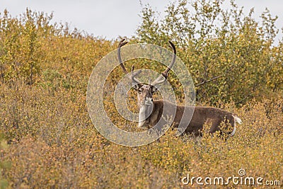 Barren Ground Caribou Bull Stock Photo