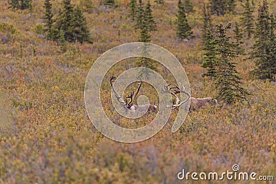 Barren Ground Caribou Bulls in Velvet Stock Photo