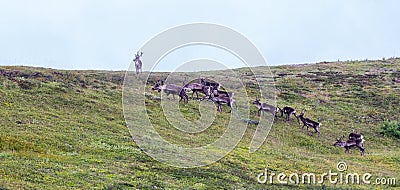 Barren-Ground Caribou Stock Photo