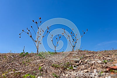 Barren landscape, hill covered in dry dirt and three lonely bushes Stock Photo