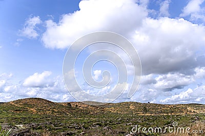 Barren Oil Palm Estate Stock Photo