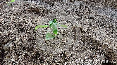 The barren sands grow a tenacious life Stock Photo