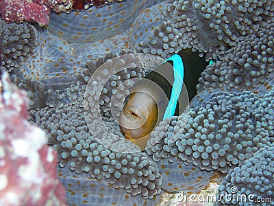 Barrier Reef Anemonefish Stock Photo