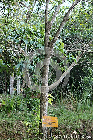 Barringtonia racemosa powder-puff tree, Afrikaans: pooeierkwasboom, Zulu: Iboqo, Malay: Putat is a tree in family Lecythidaceae Editorial Stock Photo