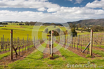 Barringwood Park Winery Stock Photo