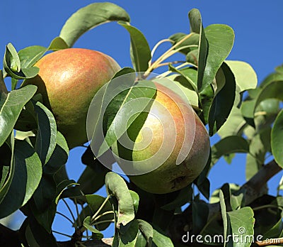 Bartlett pears growing on the tree Stock Photo