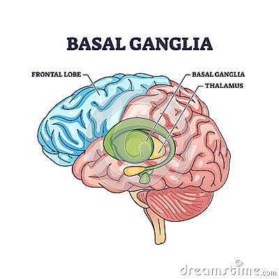 Basal ganglia or nuclei location and human brain structure outline diagram Vector Illustration