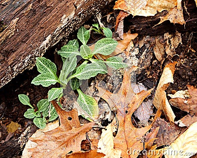 Basal rosettes of downy rattlesnake plantain Stock Photo