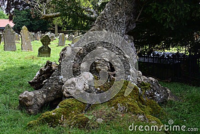 Base of Ancient Yew, North Elmham Churchyard, Norfolk, UK Stock Photo