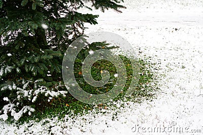 The base of the Christmas tree in winter close in the park. Green grass is still visible under the snow Stock Photo