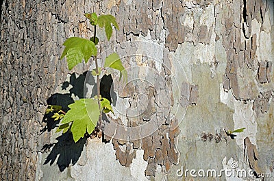 Base of a Sycamore tree along a walking path in the heart of Laguna Woods, California. Stock Photo