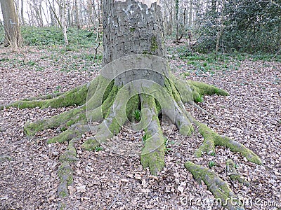 Base of tree with multiple large roots. Stock Photo