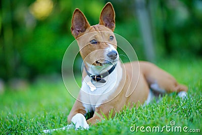 Basenji Stock Photo