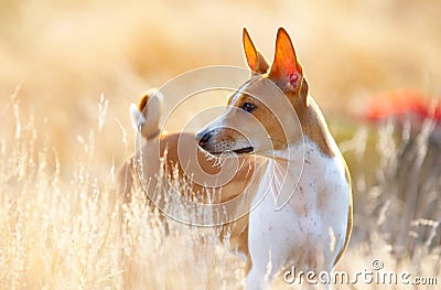 Basenji Stock Photo