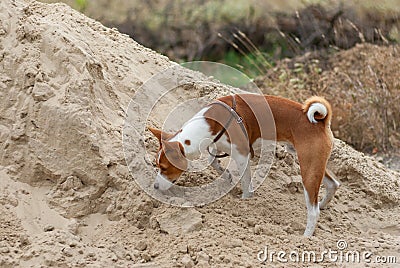 Basenji dog being in hunting stage while searching small rodents Stock Photo