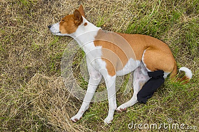 Basenji dog with broken bandaged hind feet Stock Photo