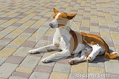 Basenji dog with broken bandaged hind feet lying on a pavement and relaxing Stock Photo