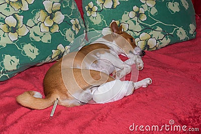 Basenji dog with broken bandaged hind feet lying on a sofa with thermometer in the anus Stock Photo