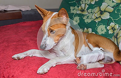 Basenji dog with broken bandaged hind feet resting on a sofa Stock Photo