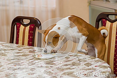 Basenji dog controls amount of leftovers on a dinner table Stock Photo