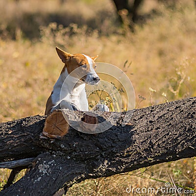 Basenji dog exploring fallen tree on its territory Stock Photo