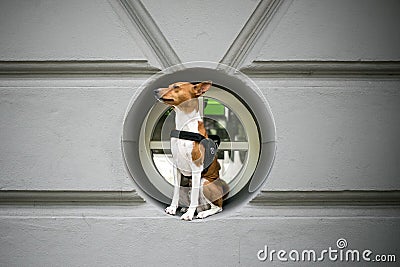 Basenji dog in harness sits in window Stock Photo