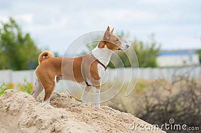 Basenji dog looking into the distance Stock Photo