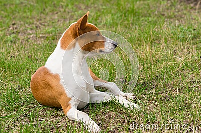 Basenji dog lying on ground in spring grass Stock Photo